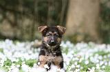 BERGER ALLEMAND 1083